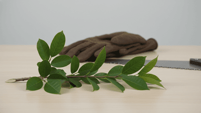 The Arborist Short Course: Advanced Tree Care Knowledge